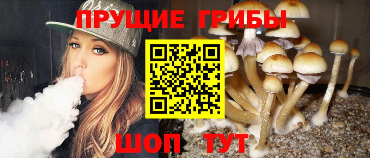 Псилоцибиновые грибы Psilocybe  Вход с VPN  Псилоцибиновые грибы прущие грибы  Кушва 